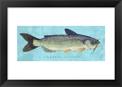 Framed Channel Catfish Print