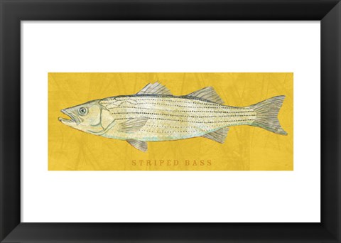 Framed Striped Bass Print