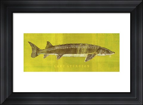 Framed Lake Sturgeon Print