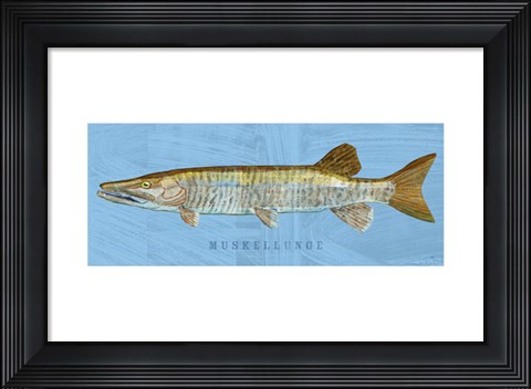 Framed Muskellunge Print