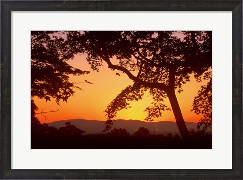 Framed Jojakkoji at Dawn, Arashiyama, Kyoto, Japan Print