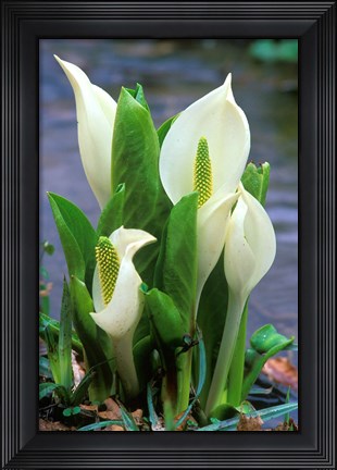 Framed Skunk Cabbage, Mt Hakkoda, Japan Print