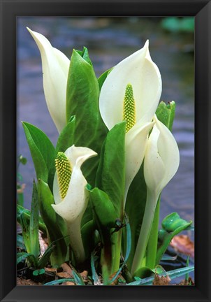 Framed Skunk Cabbage, Mt Hakkoda, Japan Print