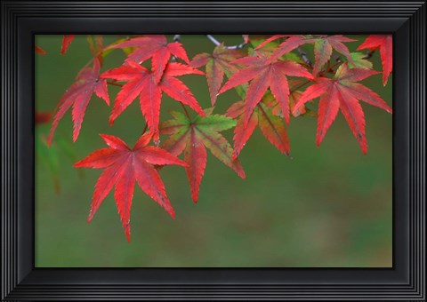 Framed Maple Leaves, Kyoto, Japan Print