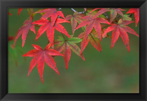 Framed Maple Leaves, Kyoto, Japan Print