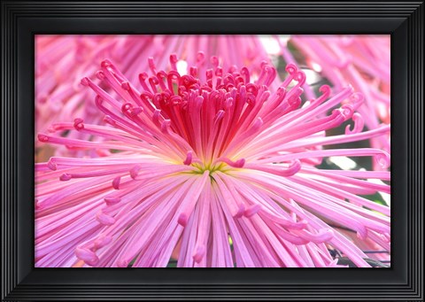 Framed Crysanthemum, Sensoji Temple, Asakusa, Tokyo, Japan Print