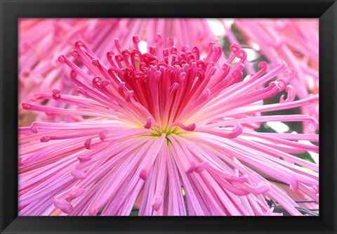 Framed Crysanthemum, Sensoji Temple, Asakusa, Tokyo, Japan Print