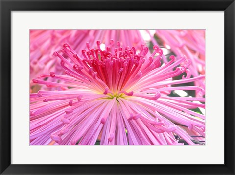 Framed Crysanthemum, Sensoji Temple, Asakusa, Tokyo, Japan Print