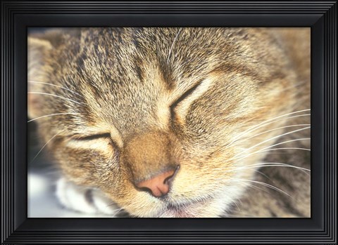 Framed Cat Sleeping Print
