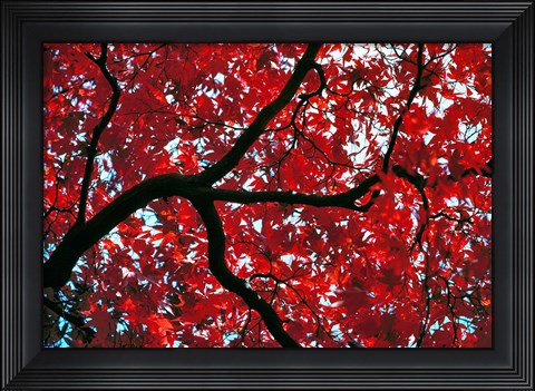 Framed Japan, Honshu, Tochigi, Nikko, Scarlet maple tree Print