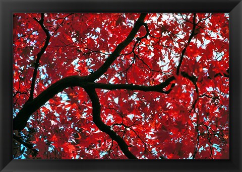 Framed Japan, Honshu, Tochigi, Nikko, Scarlet maple tree Print