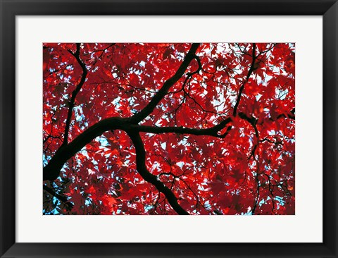 Framed Japan, Honshu, Tochigi, Nikko, Scarlet maple tree Print