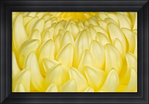 Framed Chrysanthemum Flowers, Ise Shrine, Mie, Japan Print