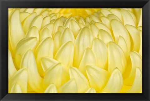 Framed Chrysanthemum Flowers, Ise Shrine, Mie, Japan Print