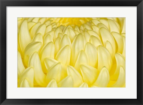 Framed Chrysanthemum Flowers, Ise Shrine, Mie, Japan Print