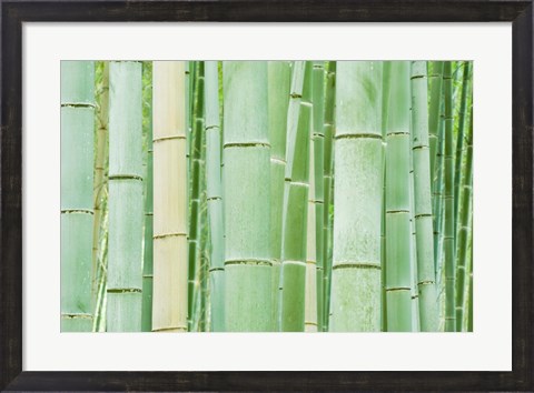 Framed Bambloo Forest, Sagano, Arashiyama, Kyoto, Japan Print