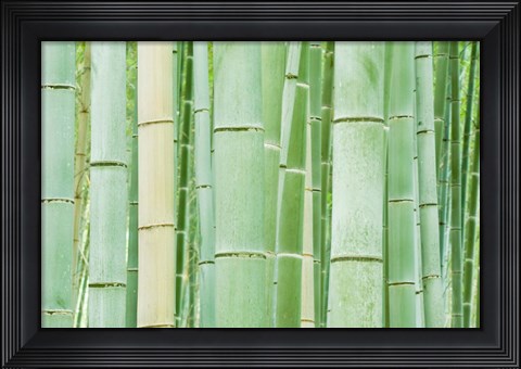 Framed Bambloo Forest, Sagano, Arashiyama, Kyoto, Japan Print