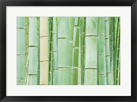 Framed Bambloo Forest, Sagano, Arashiyama, Kyoto, Japan Print