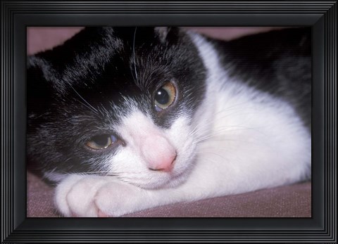Framed Cat Relaxing on Sofa Print