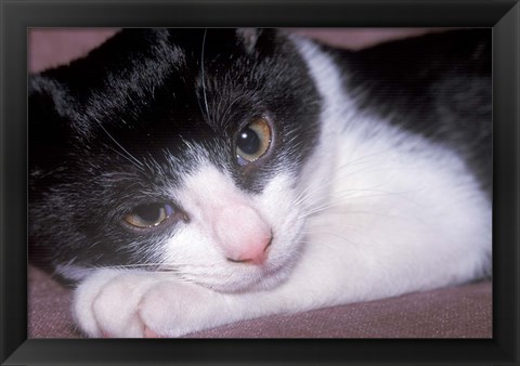 Framed Cat Relaxing on Sofa Print