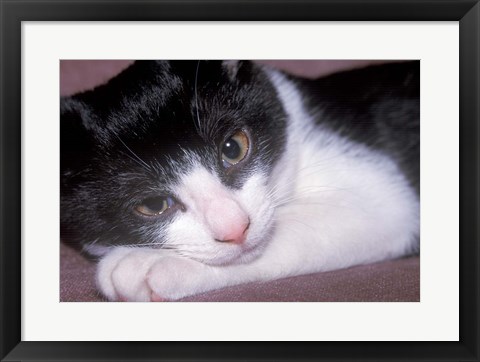 Framed Cat Relaxing on Sofa Print