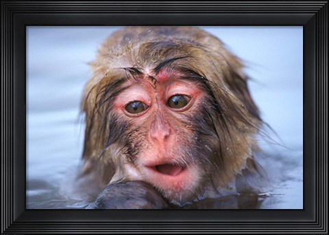 Framed Japan, Nagano, Jigokudani, Snow Monkey in Hot Spring Print