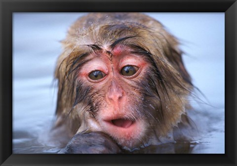 Framed Japan, Nagano, Jigokudani, Snow Monkey in Hot Spring Print