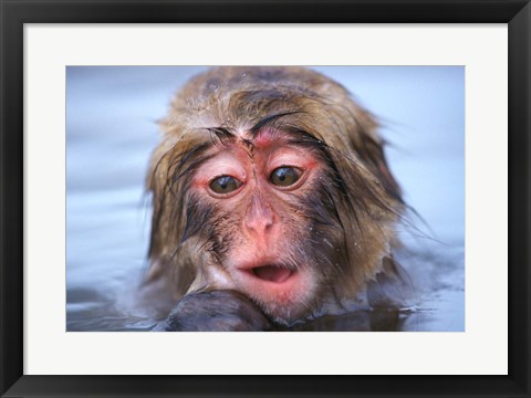 Framed Japan, Nagano, Jigokudani, Snow Monkey in Hot Spring Print