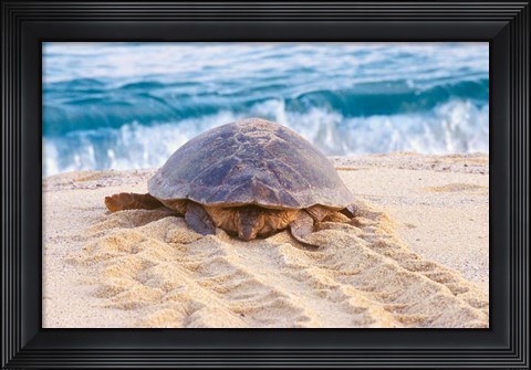 Framed Loggerhead Turtle, Nagata, Kagoshima, Yakushima, Japan Print