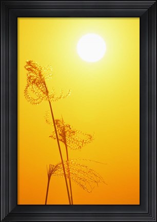 Framed Susuki Grass at Sunset, Kagoshima, Japan Print
