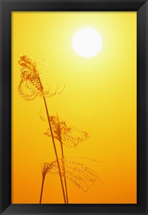 Framed Susuki Grass at Sunset, Kagoshima, Japan Print
