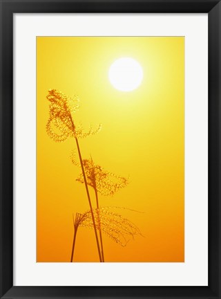 Framed Susuki Grass at Sunset, Kagoshima, Japan Print