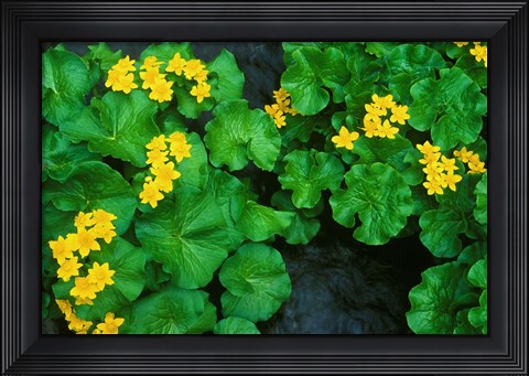 Framed Yezo Ryu-Kinka (Marsh Marigold), Daisetsuzan NP, Hokkaido, Japan Print