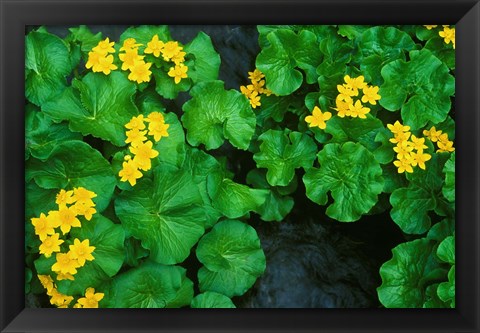 Framed Yezo Ryu-Kinka (Marsh Marigold), Daisetsuzan NP, Hokkaido, Japan Print