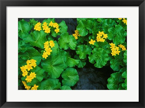 Framed Yezo Ryu-Kinka (Marsh Marigold), Daisetsuzan NP, Hokkaido, Japan Print