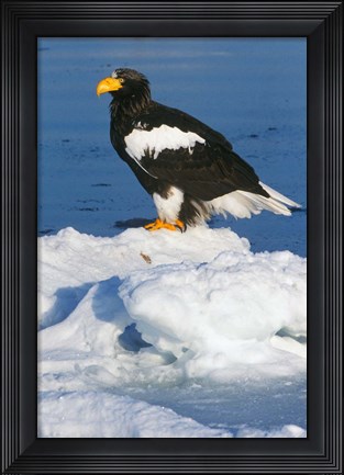 Framed Japan, Hokkaido, Raus, Steller&#39;s Sea Eagle Print