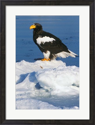 Framed Japan, Hokkaido, Raus, Steller&#39;s Sea Eagle Print