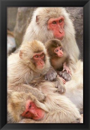 Framed Japan, Nagano, Jigokudani, Snow Monkey Family Print