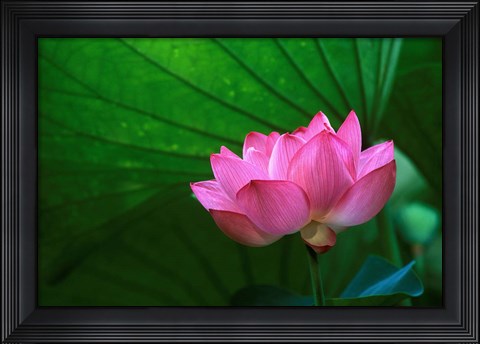 Framed Ohga Lotus, Sankei-en Garden, Yokohama, Japan Print