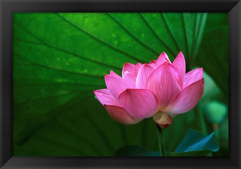 Framed Ohga Lotus, Sankei-en Garden, Yokohama, Japan Print