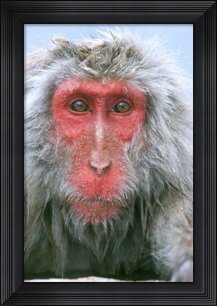 Framed Snow Monkey, Japanese Macaque, Nagano, Japan Print