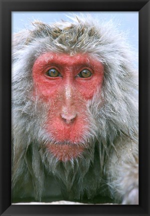 Framed Snow Monkey, Japanese Macaque, Nagano, Japan Print