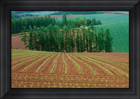 Framed Sugar Beet Field, Biei, Hokkaido, Japan Print