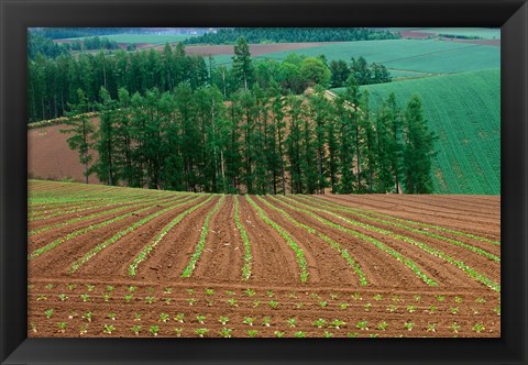 Framed Sugar Beet Field, Biei, Hokkaido, Japan Print