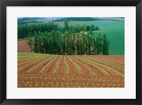 Framed Sugar Beet Field, Biei, Hokkaido, Japan Print