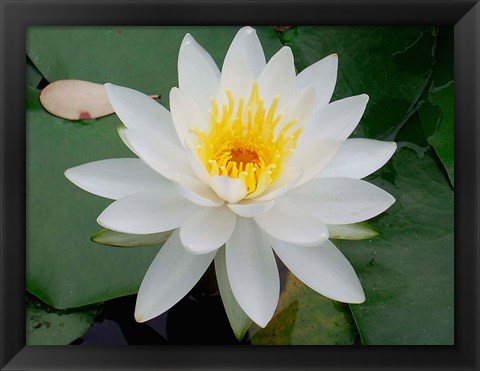 Framed Flower in Bloom, Kyoto, Japan Print