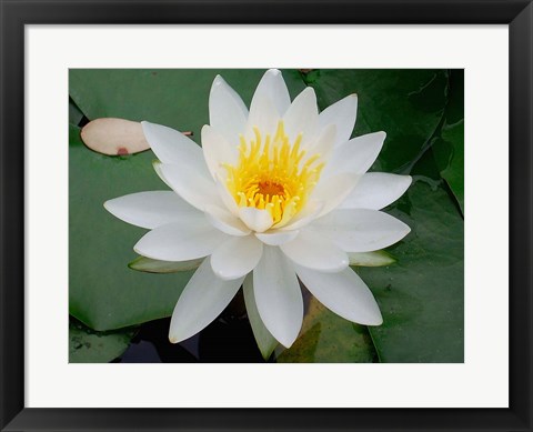 Framed Flower in Bloom, Kyoto, Japan Print