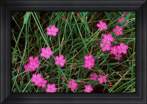 Framed Nadeshiko (Wild Pinks), Daisetsuzan NP, Hokkaido, Japan Print
