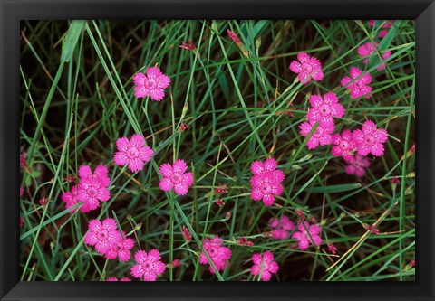 Framed Nadeshiko (Wild Pinks), Daisetsuzan NP, Hokkaido, Japan Print