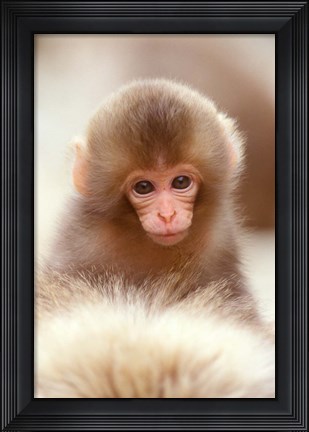 Framed Japan, Nagano, Jigokudani, Snow Monkey Baby Print